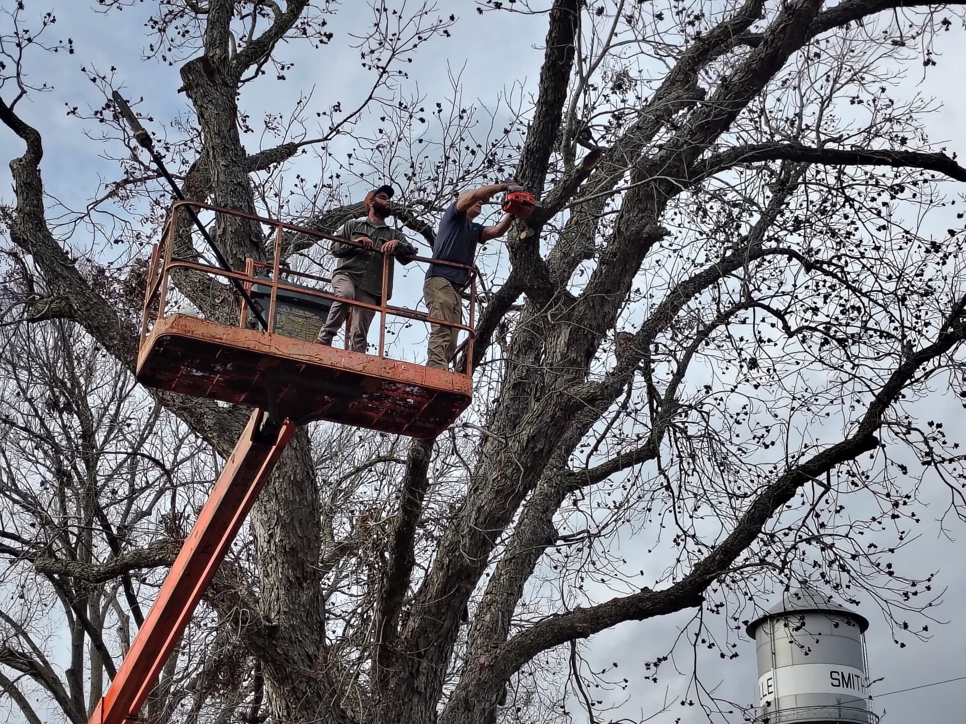 Pecan tree work photo 1