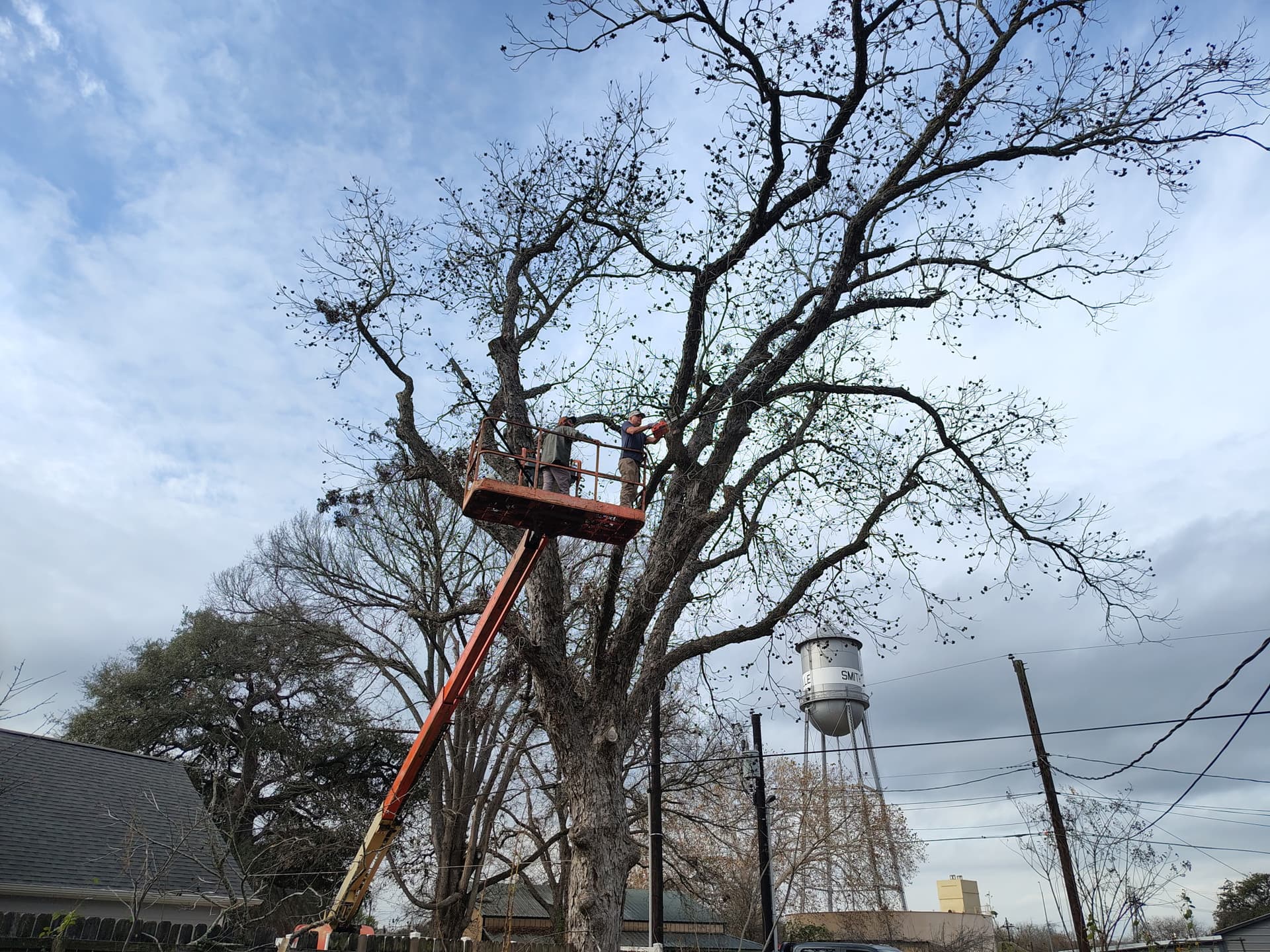 Pecan tree work photo 2