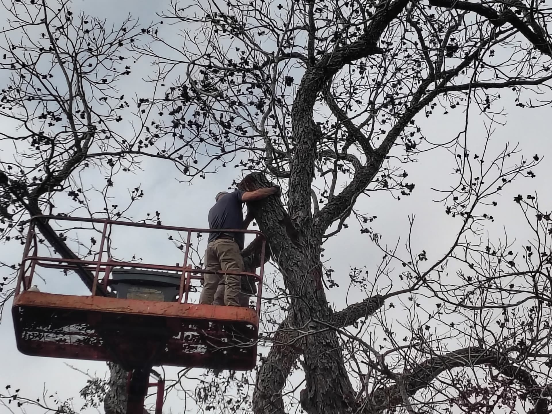 Pecan tree work photo 3